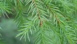 Picea abies. Верхушка ветви. Камчатский край, Елизовский р-н, окр. оз. Светлое, лиственный лес с участием хвойных пород-интродуцентов. 20.07.2019.