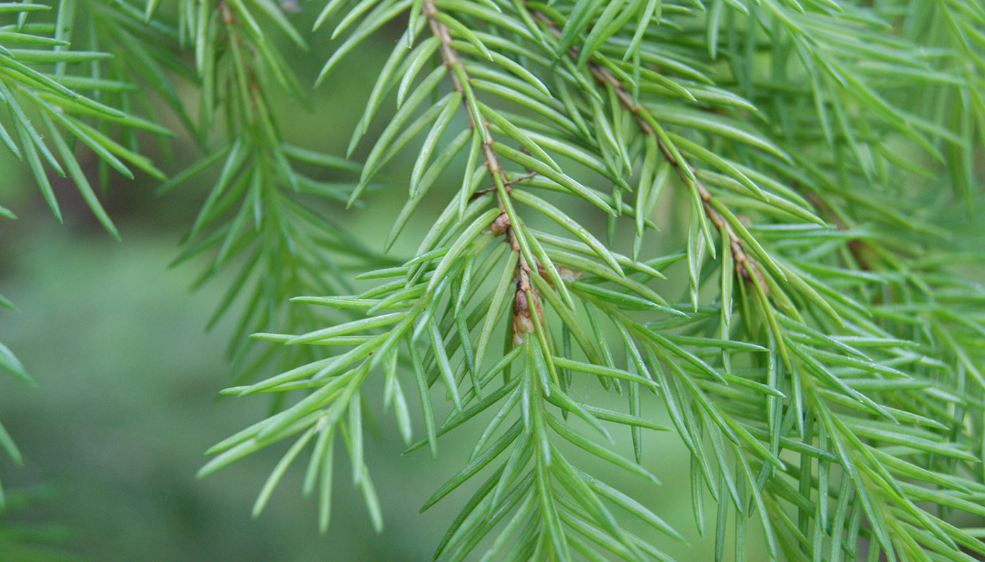 Изображение особи Picea abies.