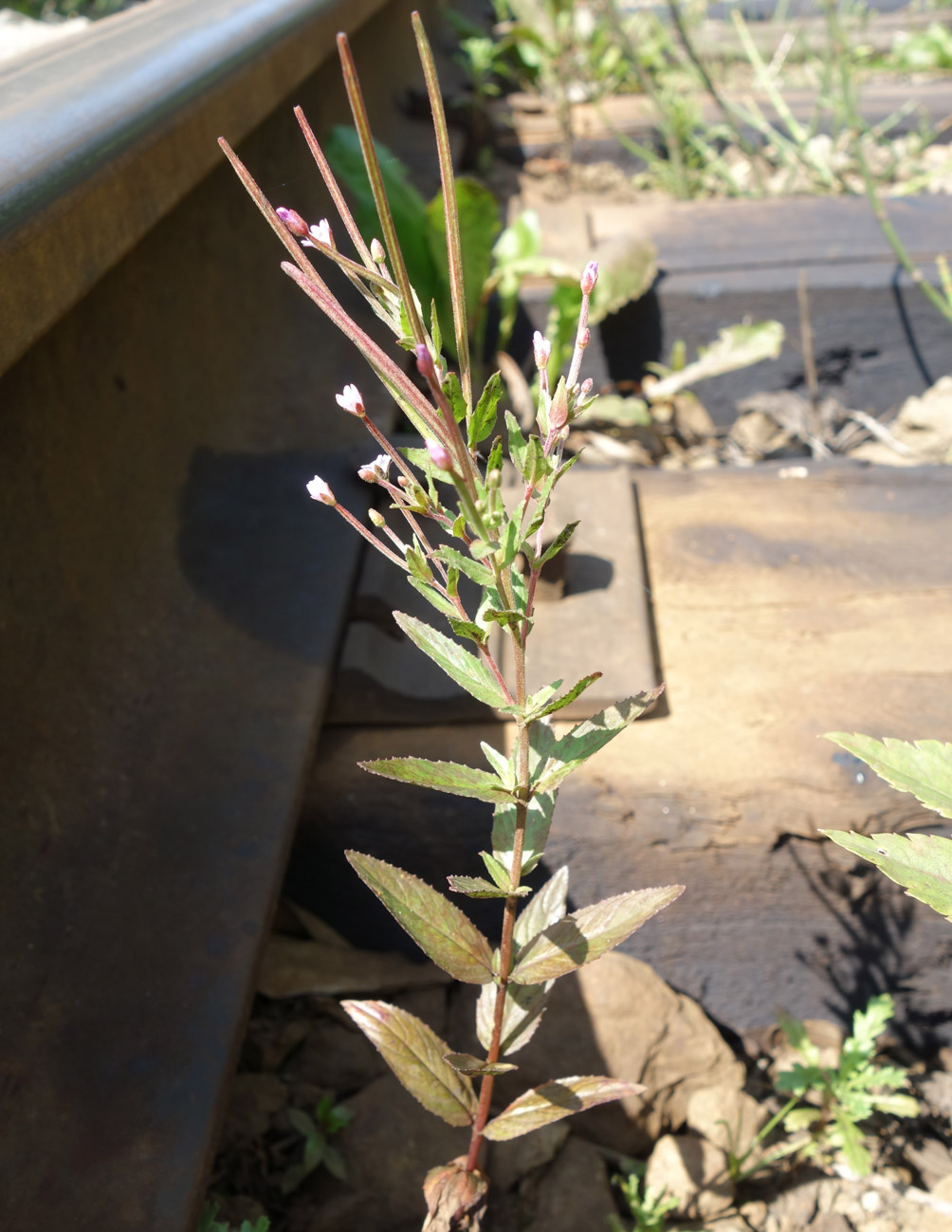 Изображение особи Epilobium glandulosum.