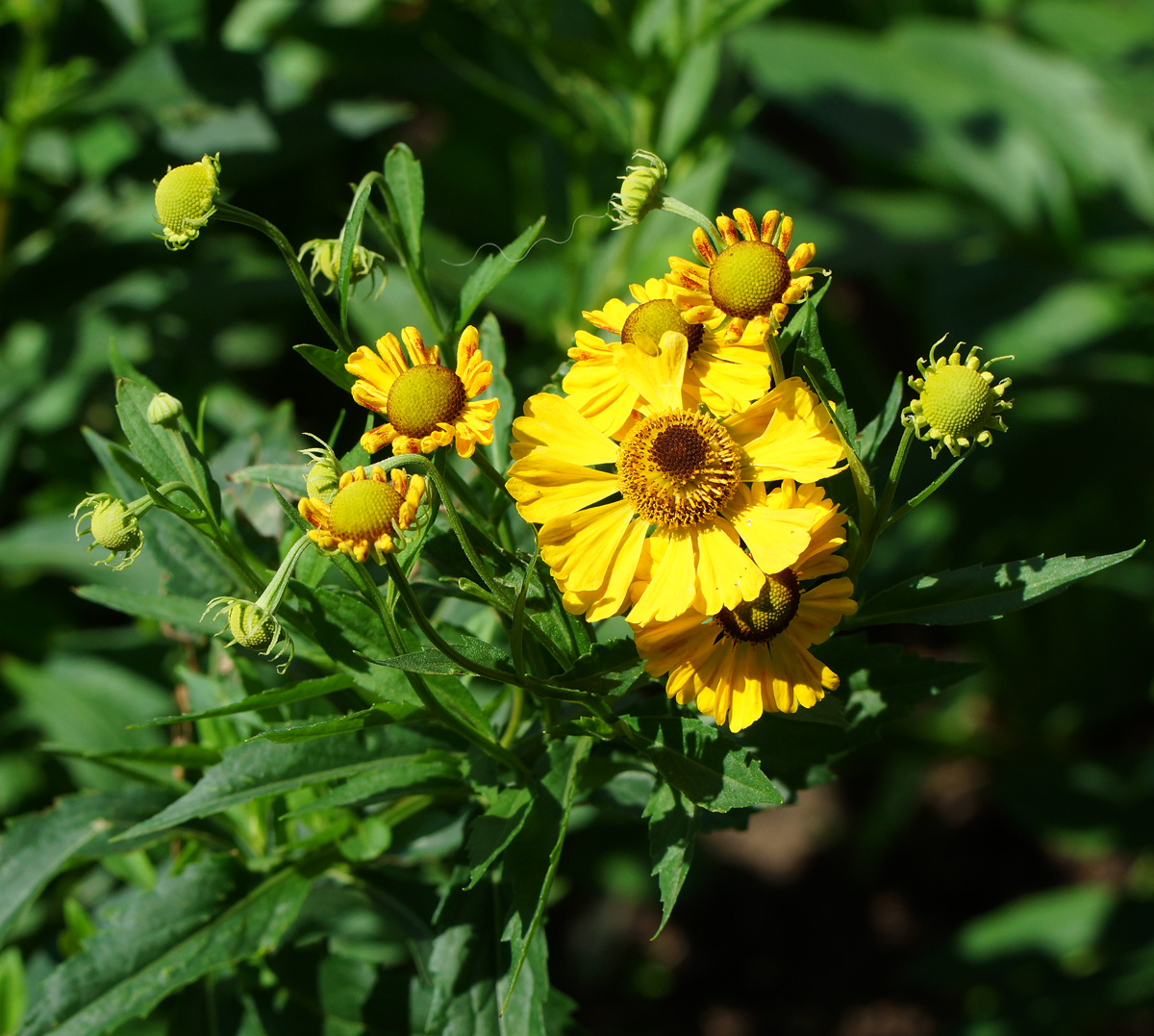 Image of Helenium autumnale specimen.