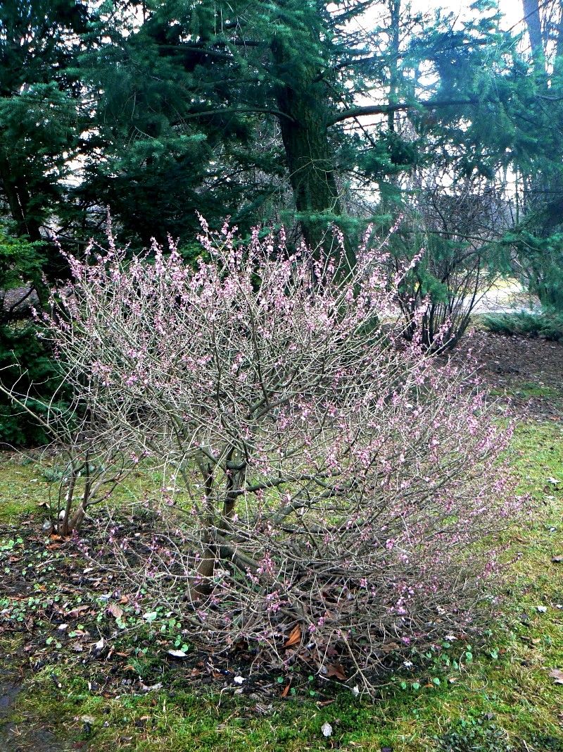 Image of Daphne mezereum specimen.