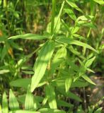 Galium physocarpum. Часть стебля с листьями и побегами обогащения. Архангельская обл., Вельский р-н, окр. пос. Усть-Шоноша, берег р. Вель. 8 июля 2010 г.