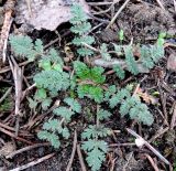 Erodium cicutarium. Розетка листьев. Украина, г. Хмельницкий, ж.-д. вокзал, сорное, в цветнике. 04.01.2020.