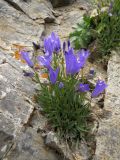 Campanula capusii