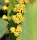 Euphorbia ingens