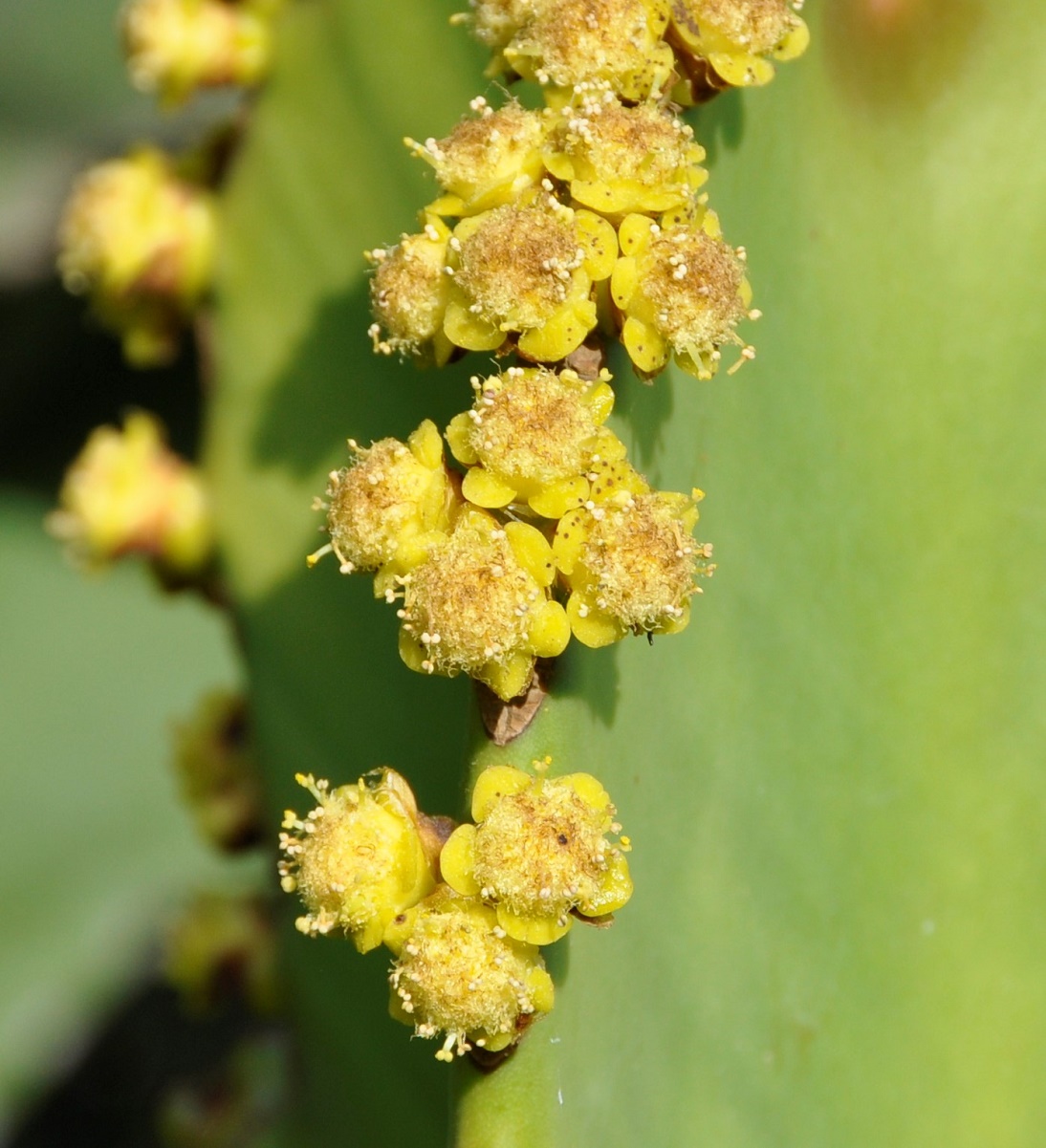 Изображение особи Euphorbia ingens.