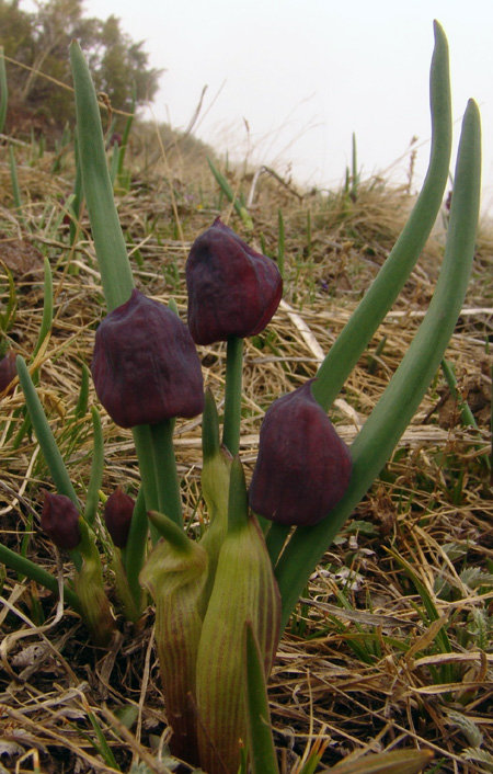 Изображение особи Allium atrosanguineum.