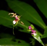 Tradescantia zanonia