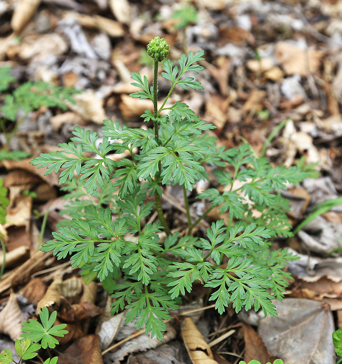 Image of Adonis amurensis specimen.