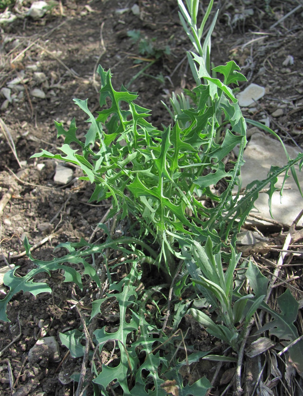 Изображение особи семейство Asteraceae.