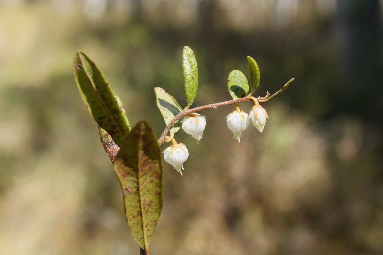 Image of Chamaedaphne calyculata specimen.