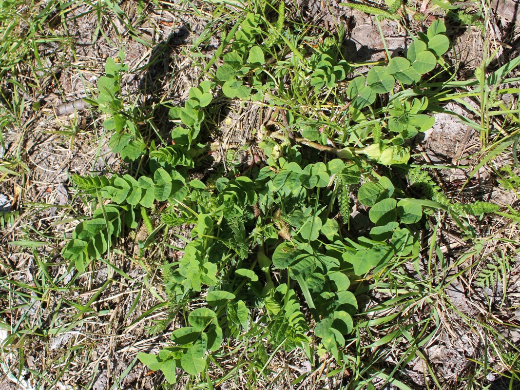 Image of Astragalus glycyphyllos specimen.