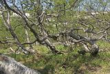 Betula czerepanovii