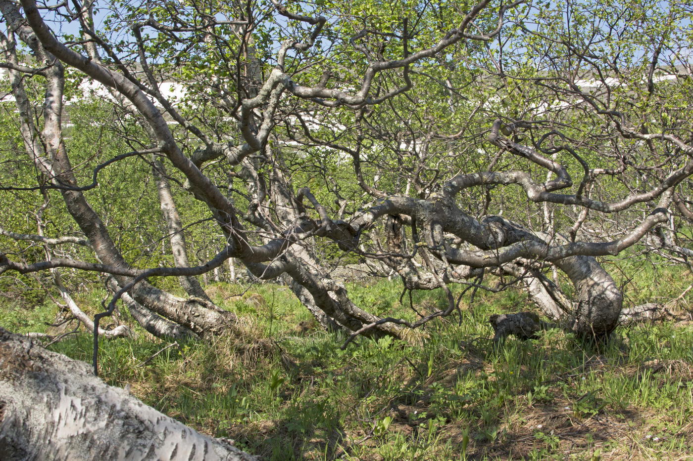 Изображение особи Betula czerepanovii.