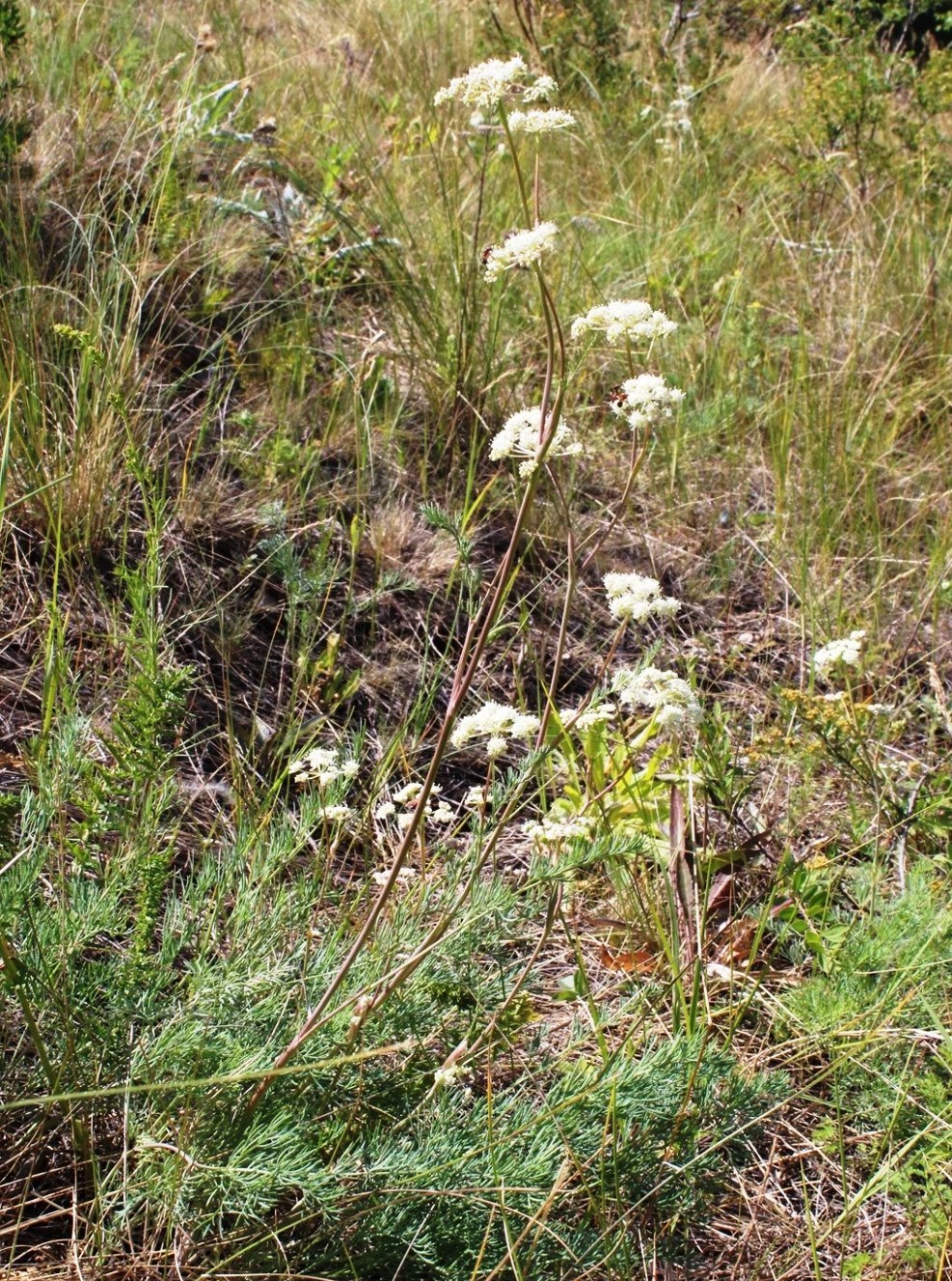Image of Seseli ledebourii specimen.