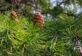Larix sibirica. Часть ветви с шишками. Пермский край, г. Пермь, Ленинский р-н, городская эспланада, сквер, в озеленении. 06.07.2020.