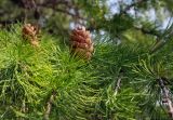 Larix sibirica