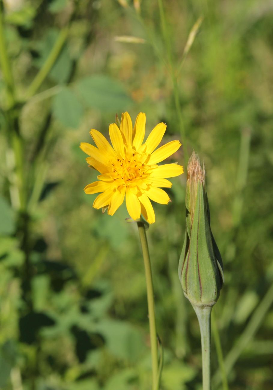 Изображение особи Tragopogon orientalis.