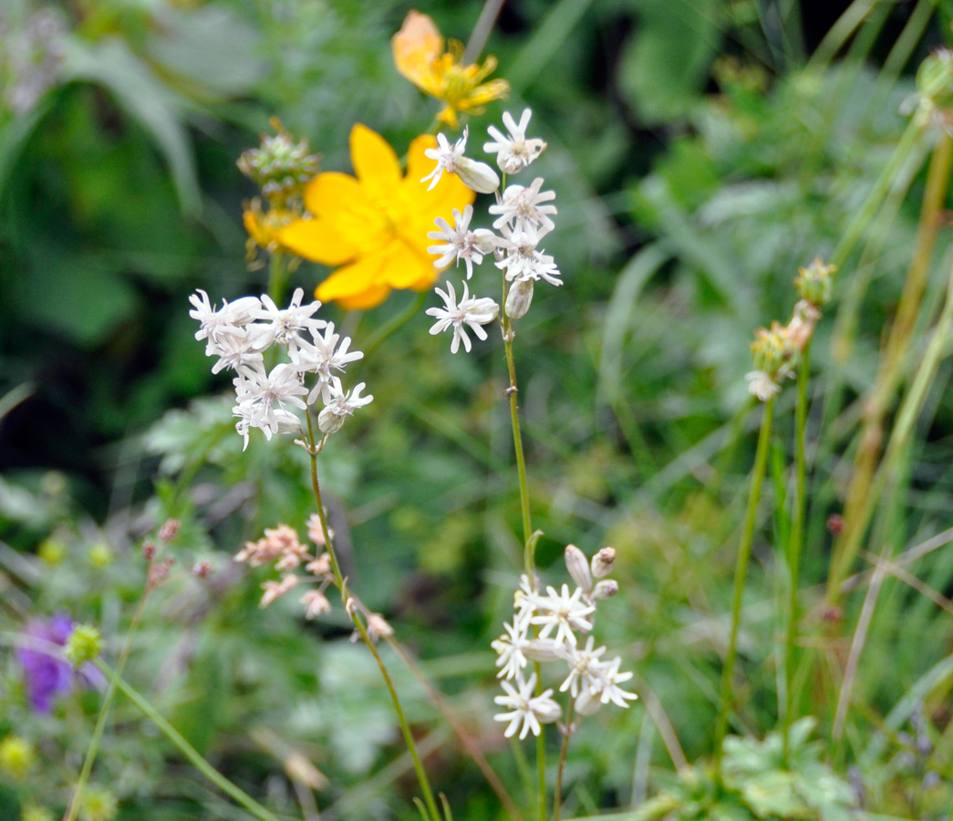 Изображение особи Silene graminifolia.