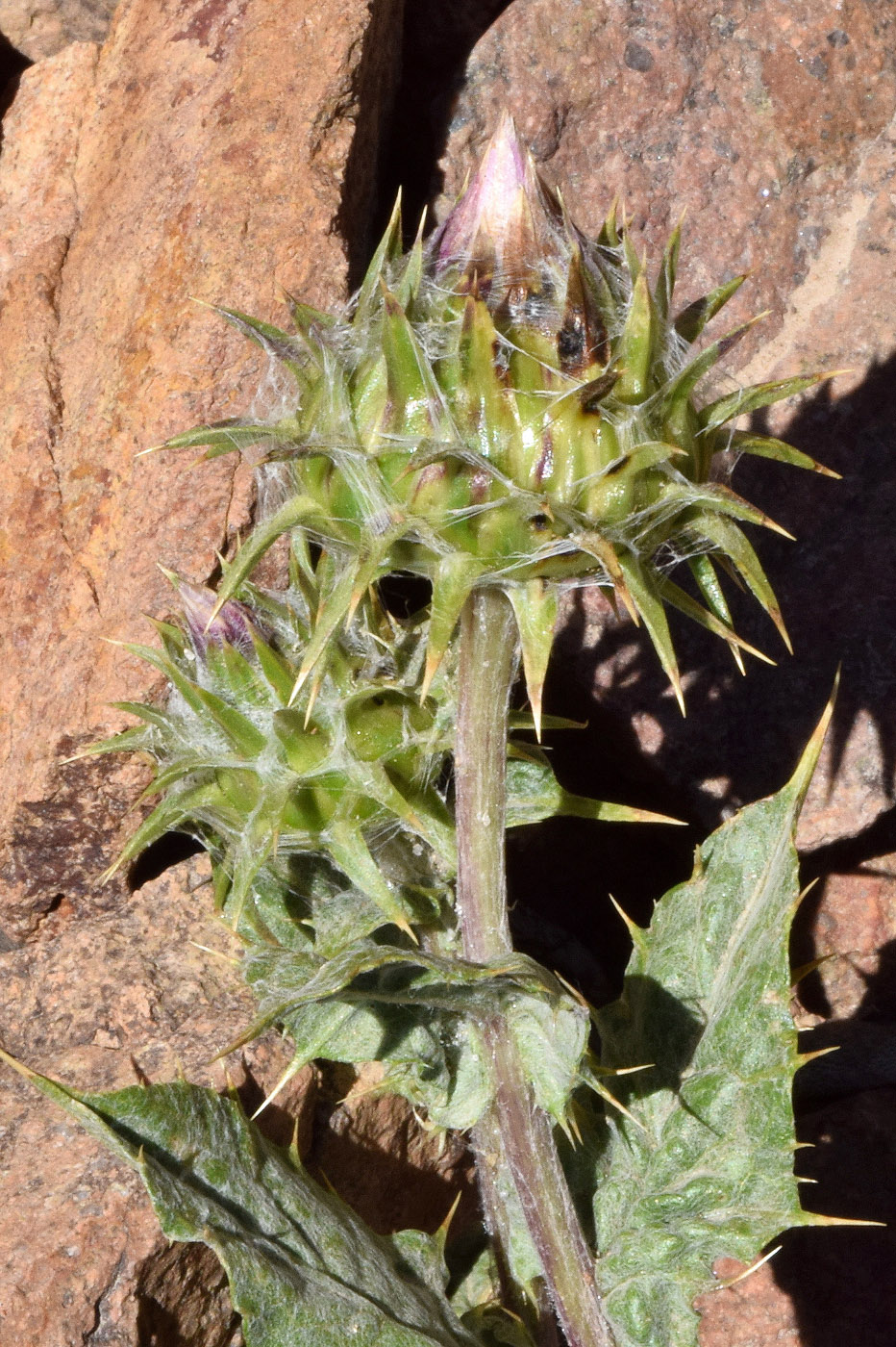 Image of Cousinia tianschanica specimen.