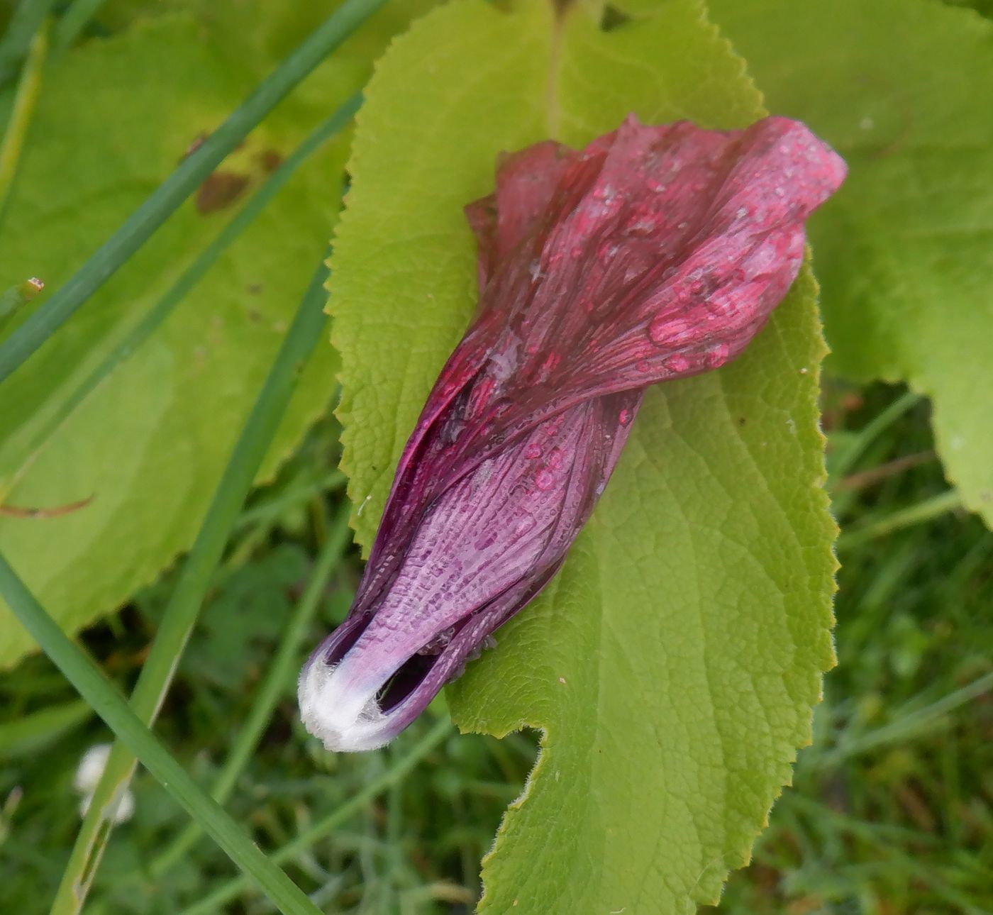 Image of Malope trifida specimen.