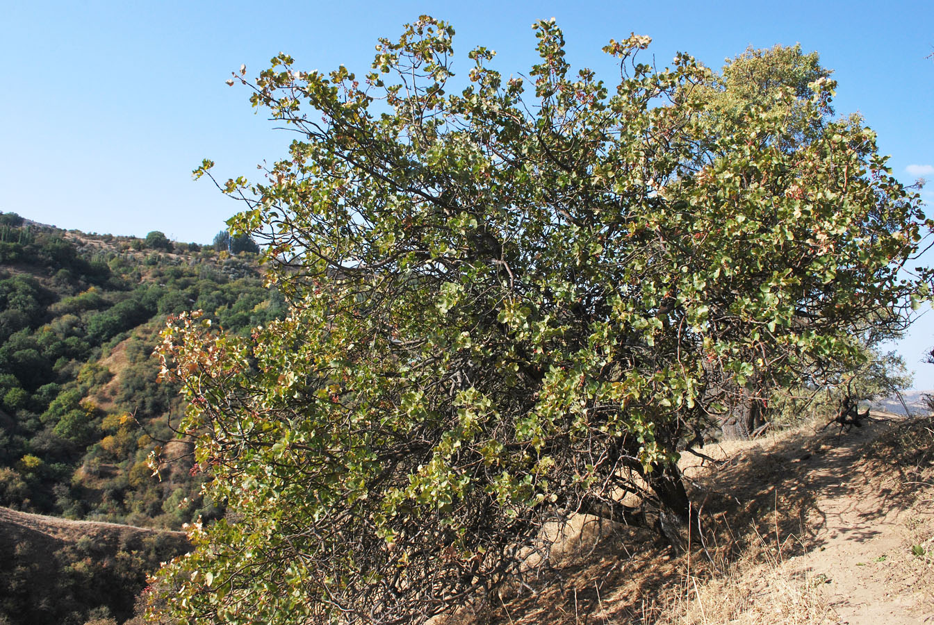 Image of Pistacia vera specimen.