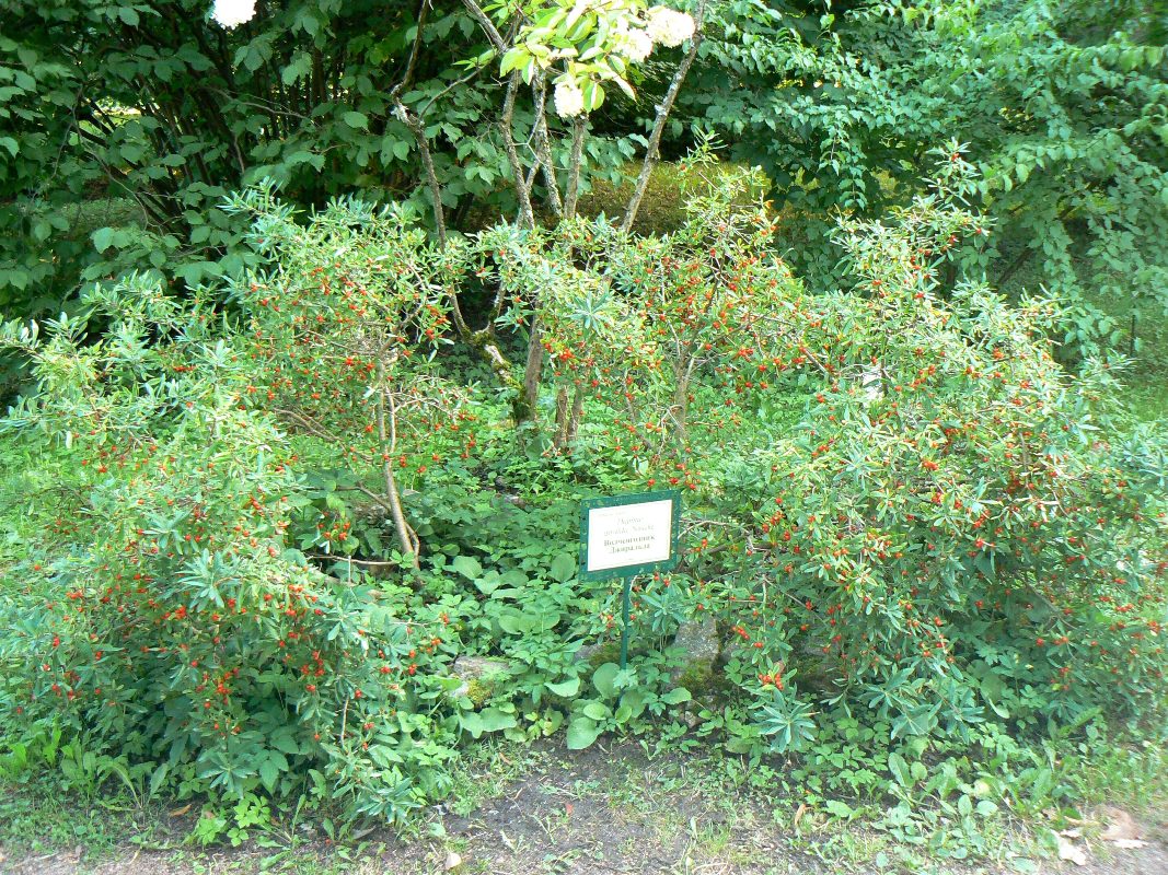 Image of Daphne giraldii specimen.