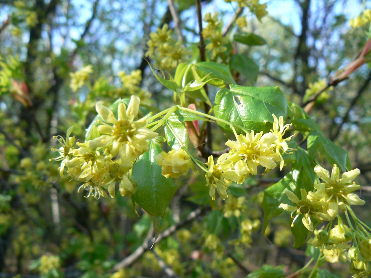 Image of Acer mono specimen.