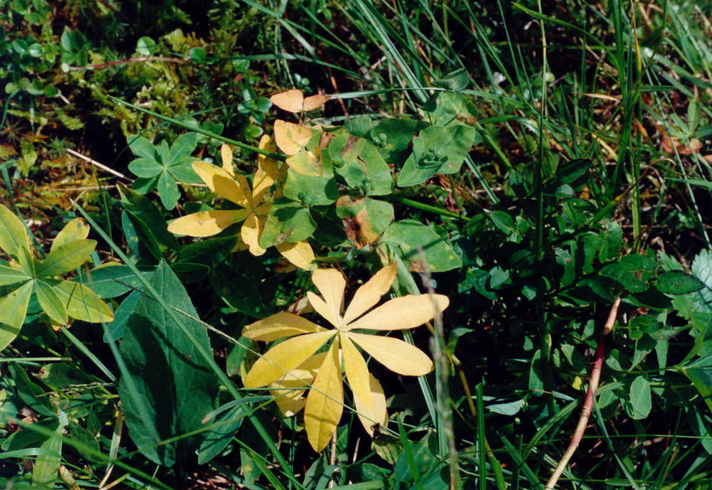 Изображение особи Euphorbia ambukensis.