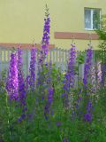 Delphinium ajacis