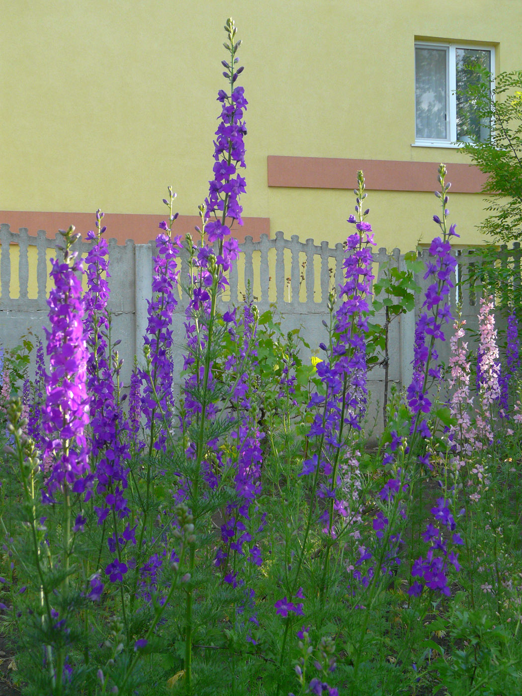 Изображение особи Delphinium ajacis.