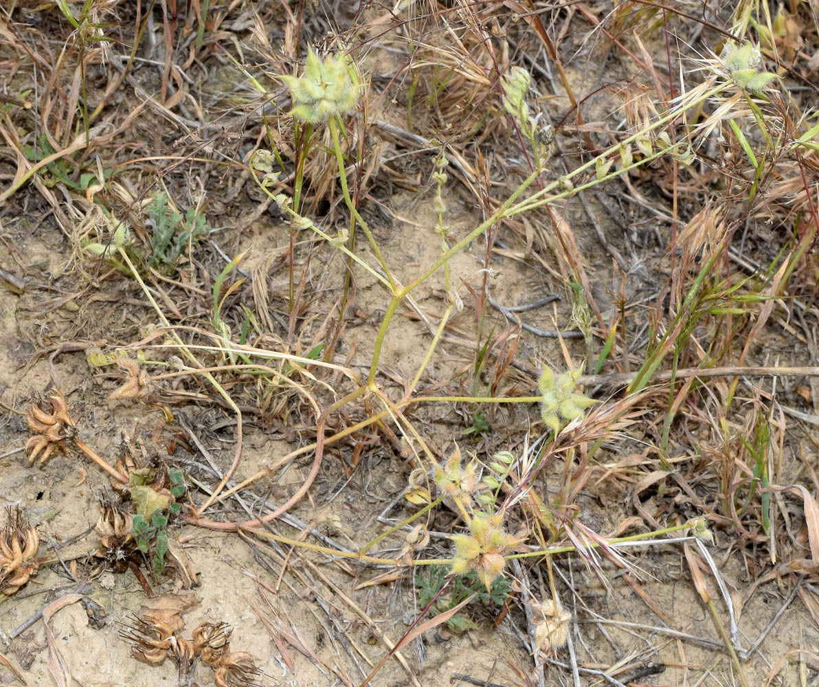 Изображение особи Astragalus filicaulis.