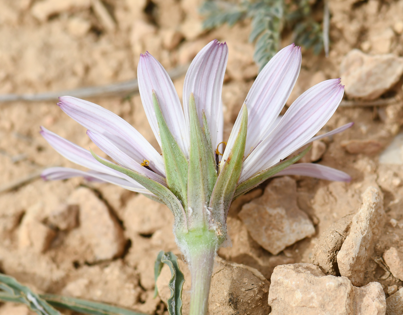 Image of Tragopogon collinus specimen.