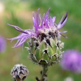 Centaurea scabiosa. Расцветающее соцветие. Свердловская обл., окр. г. Североуральск, разнотравный склон известняковой скалы. 26.07.2020.