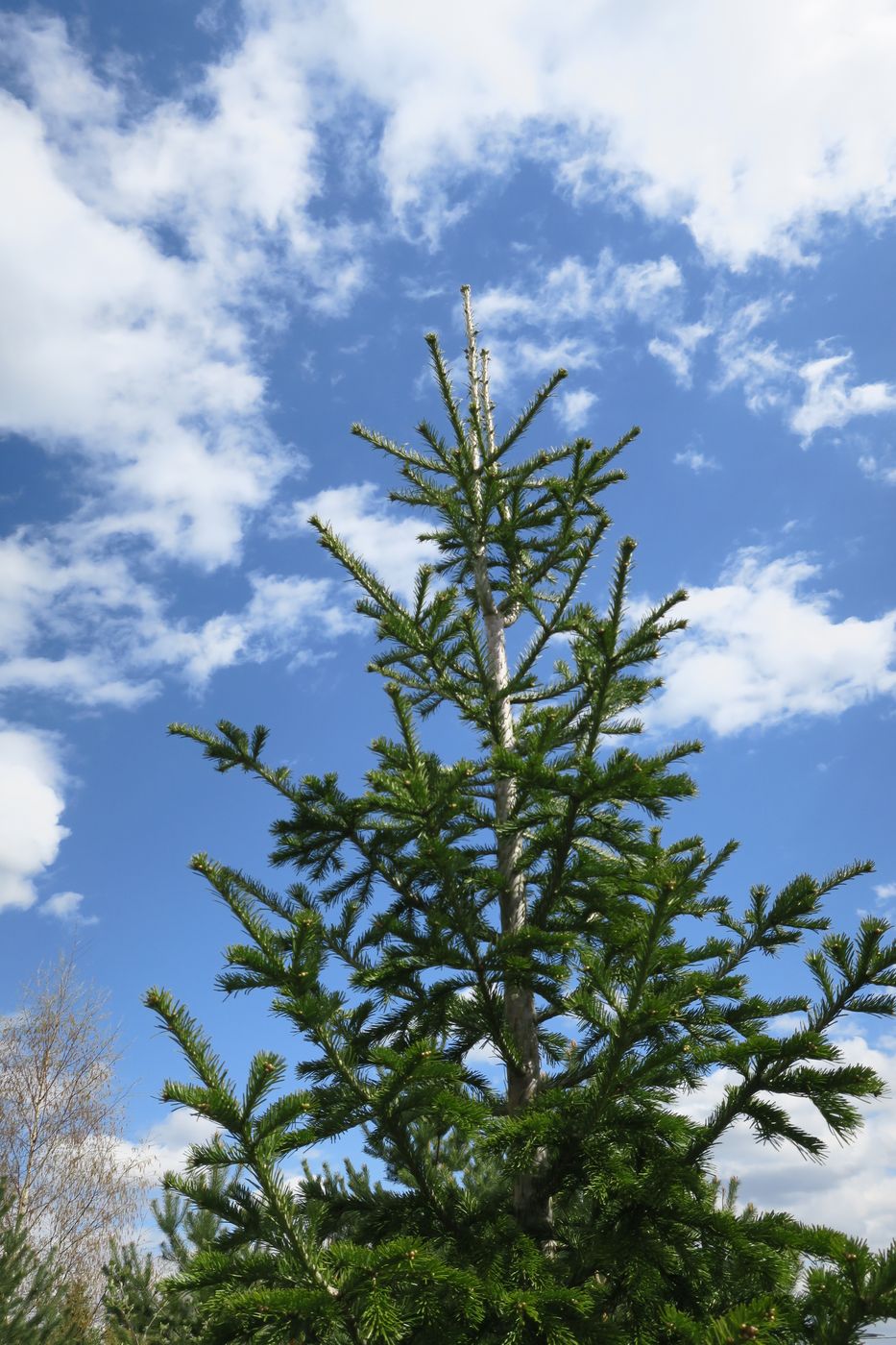 Image of Abies alba specimen.