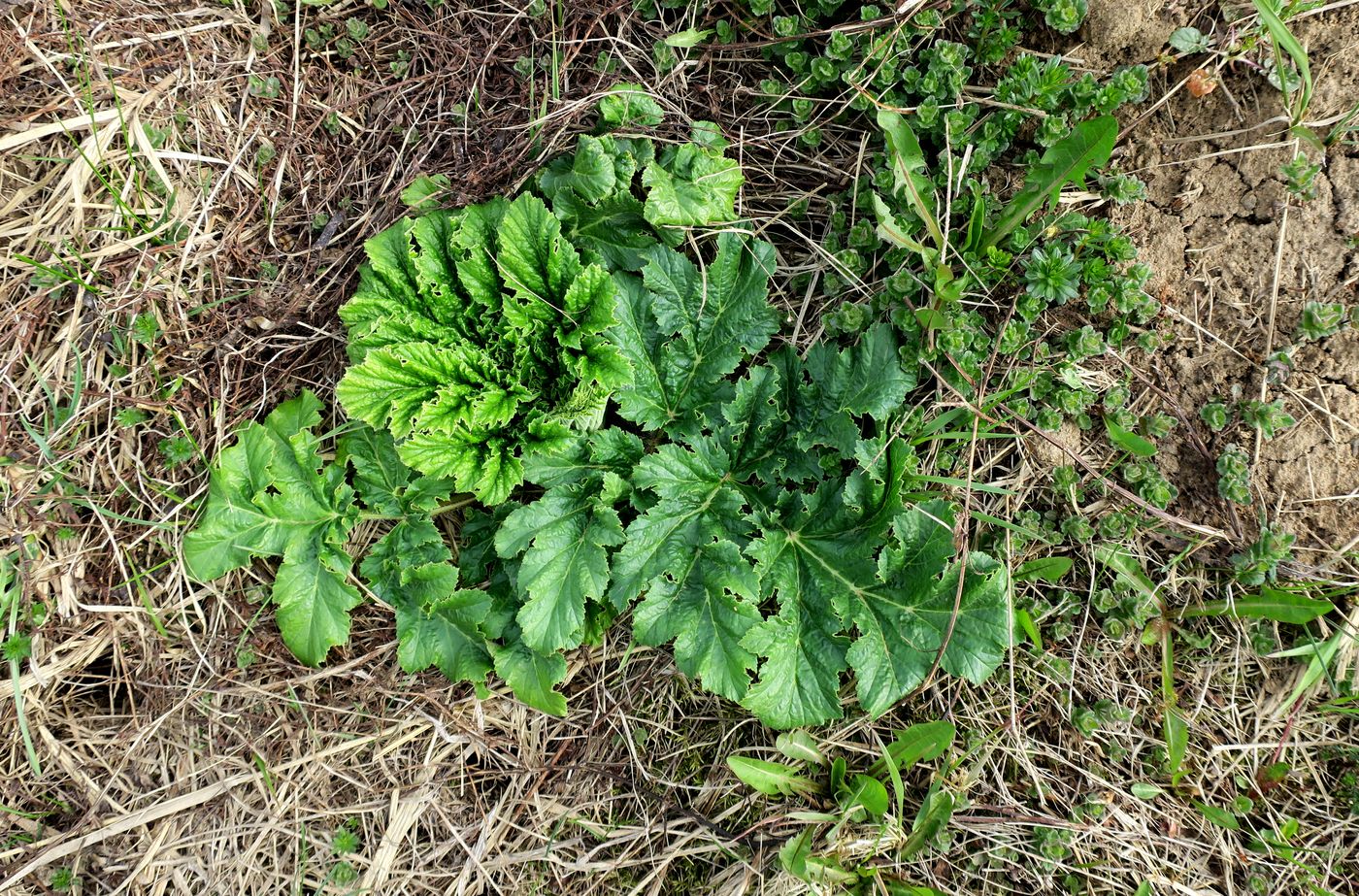 Изображение особи Heracleum sosnowskyi.