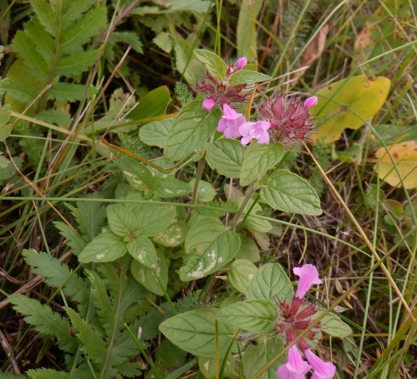 Image of Clinopodium vulgare specimen.