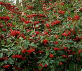 genus Cotoneaster