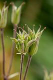 Aquilegia olympica. Плод-многолистовка. Краснодарский край, Адлерский р-н, окр. с. Эстосадок, северный склон хр. Аибга, выс. ≈ 2100 м н.у.м., субальпийский луг. 11.08.2020.