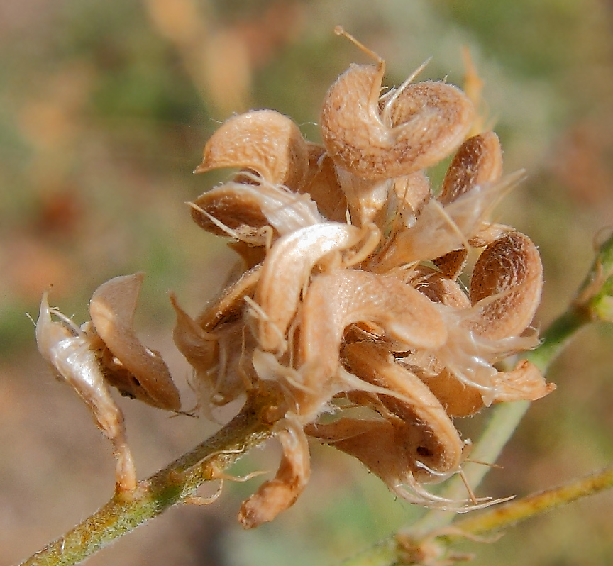 Изображение особи Medicago &times; varia.