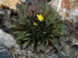 Crepis karelinii
