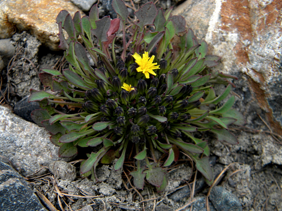 Image of Crepis karelinii specimen.