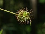 Geum urbanum. Плод. Санкт-Петербург, Старый Петергоф, парк \"Сергиевка\", западная опушка, луг на краю дренажной канавы. 01.08.2020.