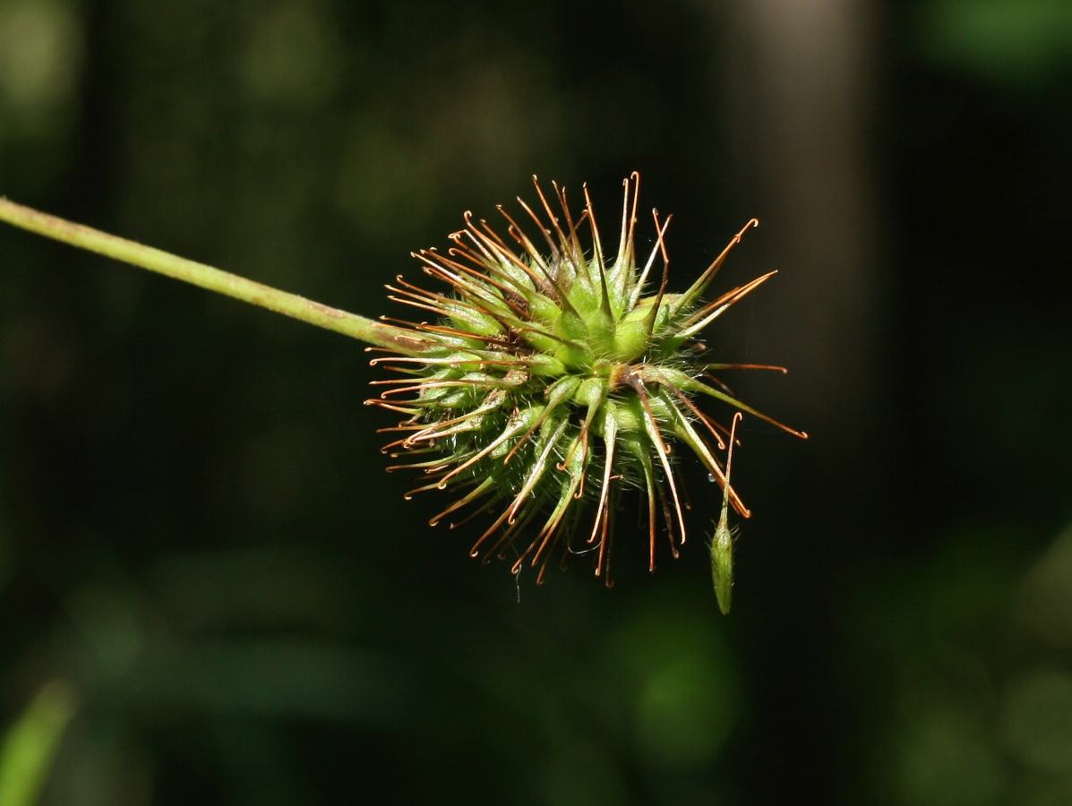 Image of Geum urbanum specimen.