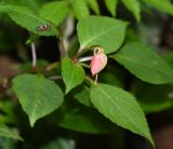 Impatiens walleriana. Верхушка побега с бутоном. Перу, регион Куско, провинция Урубамба, окр. г. Machu Picchu, обочина дороги к археологическому комплексу. 19.10.2019.
