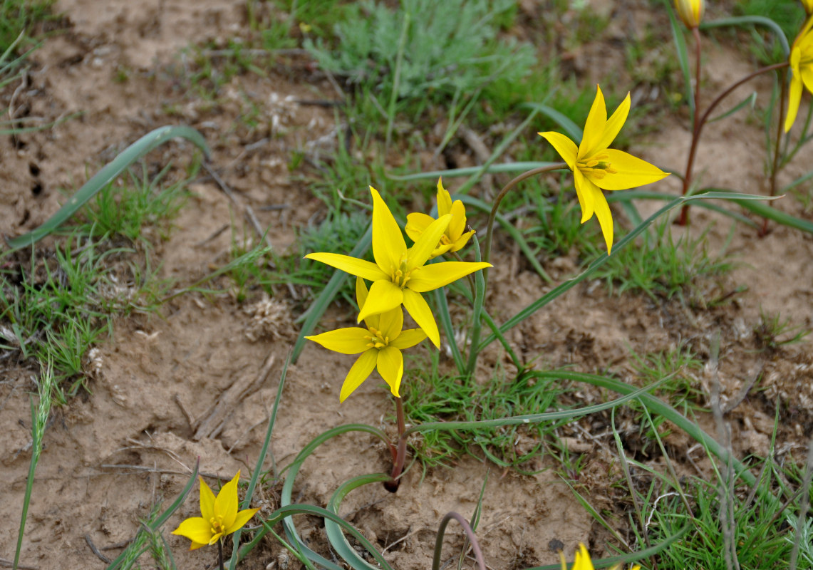 Image of Tulipa biebersteiniana specimen.