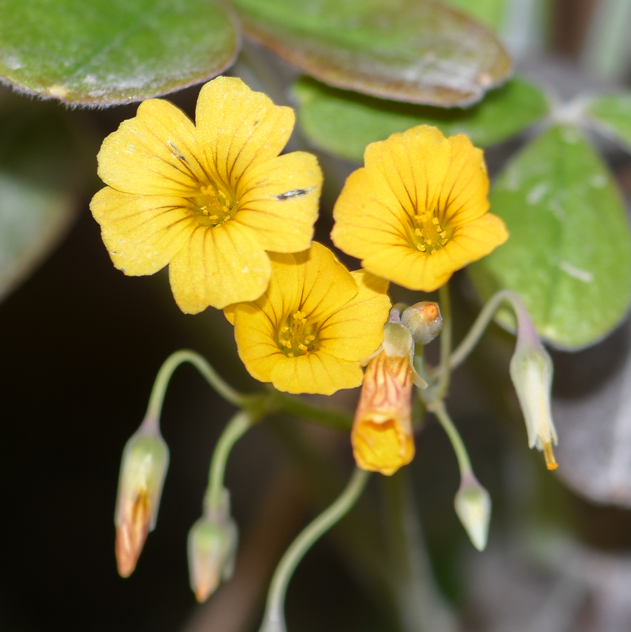 Image of genus Oxalis specimen.