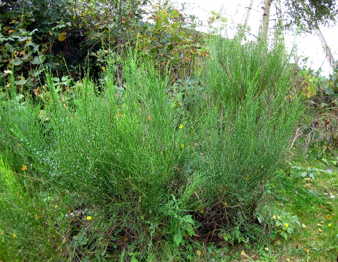 Image of Sarothamnus scoparius specimen.