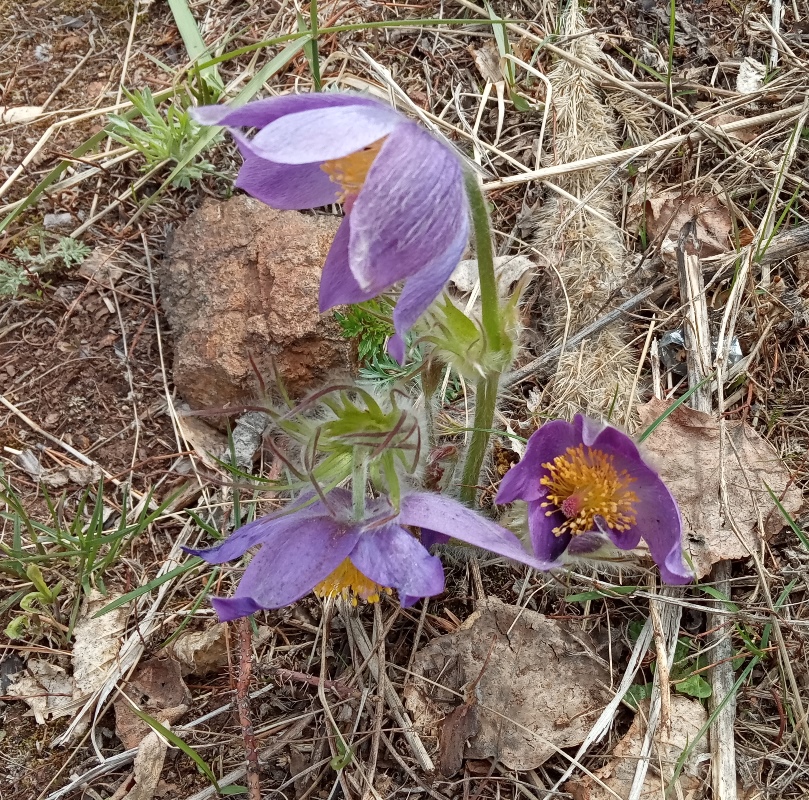 Image of genus Pulsatilla specimen.