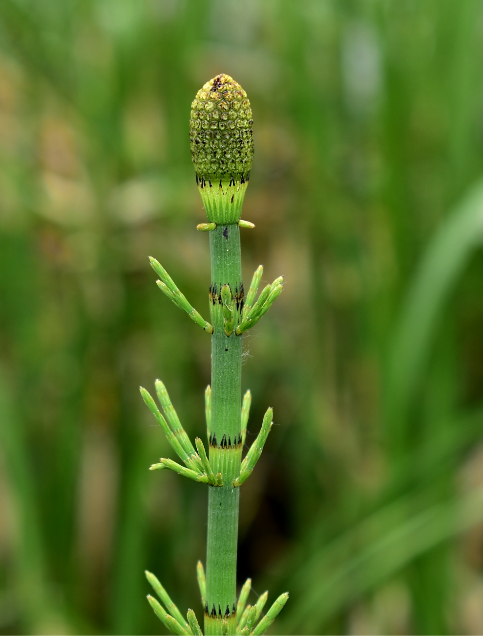 Изображение особи Equisetum fluviatile.